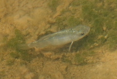 Cyprinodon macularius