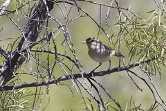 Pyrrholaemus brunneus