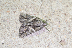 Catocala verrilliana