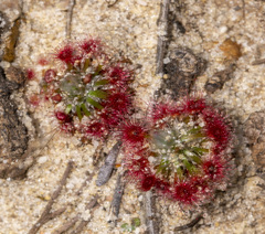 Drosera minutiflora