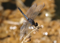 Erythrodiplax basifusca