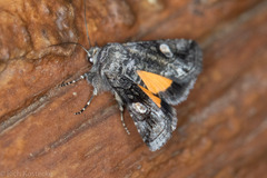 Copanarta aurea