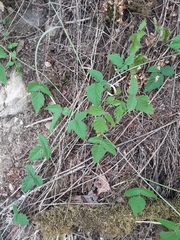 Rubus ursinus