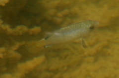 Cyprinodon macularius