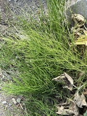 Equisetum arvense