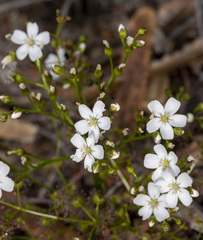 Drosera humilis