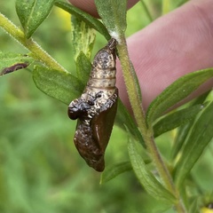 Limenitis archippus