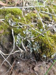 Peltigera didactyla