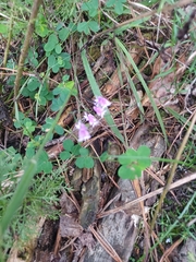 Lespedeza procumbens