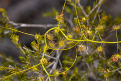 Drosera pallida