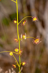 Drosera drummondii