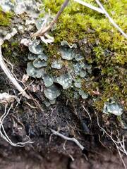 Peltigera didactyla