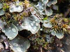Peltigera didactyla