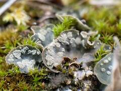 Peltigera didactyla