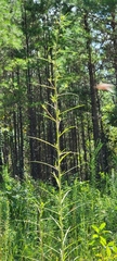Helianthus angustifolius