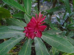 Alpinia