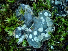 Peltigera didactyla