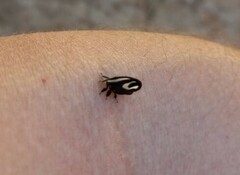 Membracis foliatafasciata