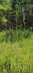 Helianthus angustifolius