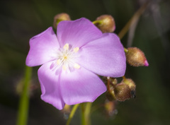 Drosera drummondii