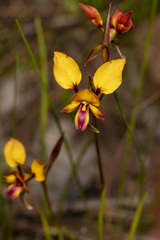 Diuris magnifica