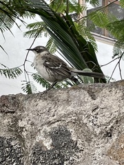 Mimus parvulus