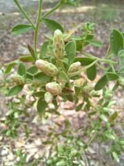 Sericocarpus tortifolius