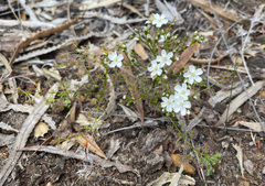 Drosera humilis