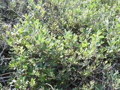 Salix hookeriana
