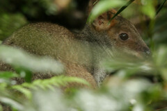 Thylogale stigmatica