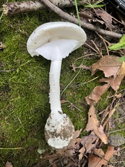 Amanita magnivelaris
