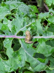 Hyla chrysoscelis