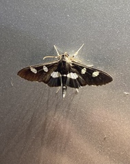 Desmia maculalis