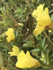 Parnara guttata