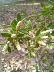 Sericocarpus tortifolius