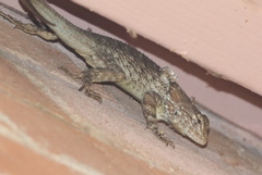 Sceloporus clarkii