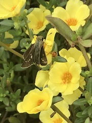 Parnara guttata