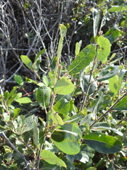 Salix hookeriana