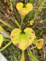 Sarracenia