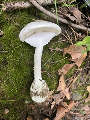 Amanita magnivelaris