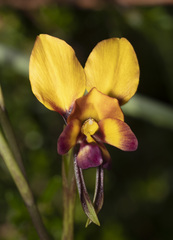 Diuris magnifica