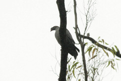 Lopholaimus antarcticus