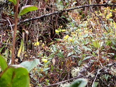 Calceolaria tripartita