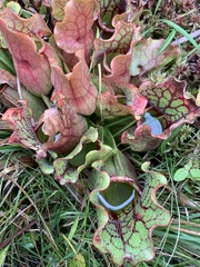 Sarracenia