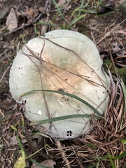 Russula parvovirescens