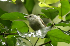 Pachycephala pectoralis