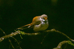 Rhipidura rufifrons