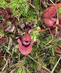 Sarracenia