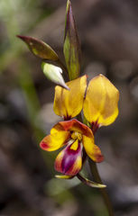 Diuris magnifica