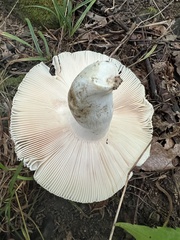 Russula parvovirescens